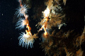   Night dive Tistlegorm  